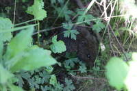 Canon EOS 5D Mark II, 2018:02:25 09:43:24 -- 1/125 sec, f/7.1.  No Flash, Compulsory.4080x2720 