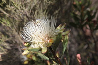 Canon EOS 5D Mark II, 2018:02:25 10:10:04 -- 1/125 sec, f/8.0.  No Flash, Compulsory.4080x2720 