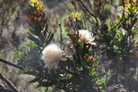 Canon EOS 5D Mark II, 2018:02:25 10:14:36 -- 1/125 sec, f/8.0.  No Flash, Compulsory.4080x2720 