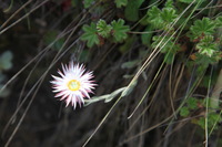 Canon EOS 5D Mark II, 2018:02:25 10:17:09 -- 1/100 sec, f/6.3.  No Flash, Compulsory.4080x2720 