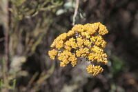 Canon EOS 5D Mark II, 2018:02:25 10:19:13 -- 1/100 sec, f/9.0.  No Flash, Compulsory.4080x2720 