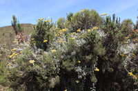 Canon EOS 5D Mark II, 2018:02:25 10:39:08 -- 1/50 sec, f/11.0.  No Flash, Compulsory.4080x2720 