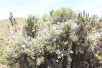 Canon EOS 5D Mark II, 2018:02:25 10:39:08 -- 1/25 sec, f/11.0.  No Flash, Compulsory.4080x2720 