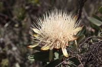 Canon EOS 5D Mark II, 2018:02:25 11:36:12 -- 1/250 sec, f/8.0.  No Flash, Compulsory.4080x2720 