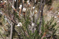 Canon EOS 5D Mark II, 2018:02:25 11:39:16 -- 1/125 sec, f/8.0.  No Flash, Compulsory.4080x2720 