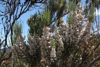 Canon EOS 5D Mark II, 2018:02:25 11:42:12 -- 1/40 sec, f/16.0.  No Flash, Compulsory.4080x2720 