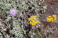 Canon EOS 5D Mark II, 2018:02:25 11:48:02 -- 1/125 sec, f/16.0.  No Flash, Compulsory.4080x2720 