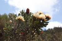 Canon EOS 5D Mark II, 2018:02:25 11:51:04 -- 1/125 sec, f/13.0.  No Flash, Compulsory.4080x2720 