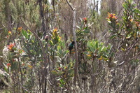 Canon EOS 5D Mark II, 2018:02:25 11:54:30 -- 1/125 sec, f/13.0.  No Flash, Compulsory.4080x2720 