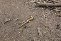 Canon EOS 5D Mark II, 2018:02:25 12:16:11 -- 1/125 sec, f/9.0.  No Flash, Compulsory.4080x2720 