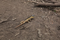 Canon EOS 5D Mark II, 2018:02:25 12:16:14 -- 1/125 sec, f/9.0.  No Flash, Compulsory.4080x2720 