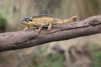 Canon EOS 5D Mark II, 2018:02:25 12:16:45 -- 1/125 sec, f/9.0.  No Flash, Compulsory.4080x2720 