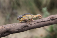 Canon EOS 5D Mark II, 2018:02:25 12:16:49 -- 1/100 sec, f/9.0.  No Flash, Compulsory.4080x2720 