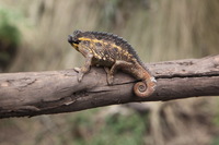 Canon EOS 5D Mark II, 2018:02:25 12:17:32 -- 1/100 sec, f/11.0.  No Flash, Compulsory.4080x2720 