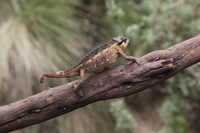 Canon EOS 5D Mark II, 2018:02:25 12:17:46 -- 1/60 sec, f/11.0.  No Flash, Compulsory.4080x2720 