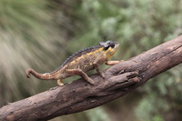 Canon EOS 5D Mark II, 2018:02:25 12:17:50 -- 1/100 sec, f/11.0.  No Flash, Compulsory.4080x2720 