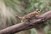 Canon EOS 5D Mark II, 2018:02:25 12:17:52 -- 1/100 sec, f/11.0.  No Flash, Compulsory.4080x2720 