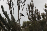 Canon EOS 5D Mark II, 2018:02:25 12:21:42 -- 1/125 sec, f/11.0.  No Flash, Compulsory.4080x2720 