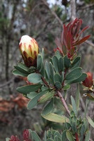 Canon EOS 5D Mark II, 2018:02:25 12:23:15 -- 1/60 sec, f/8.0.  No Flash, Compulsory.4080x2720 