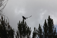 Canon EOS 5D Mark II, 2018:02:25 12:24:17 -- 1/500 sec, f/8.0.  No Flash, Compulsory.4080x2720 