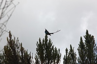 Canon EOS 5D Mark II, 2018:02:25 12:24:22 -- 1/200 sec, f/8.0.  No Flash, Compulsory.4080x2720 