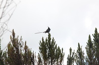 Canon EOS 5D Mark II, 2018:02:25 12:24:30 -- 1/100 sec, f/8.0.  No Flash, Compulsory.4080x2720 