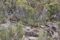 Canon EOS 5D Mark II, 2018:02:25 12:24:48 -- 1/100 sec, f/8.0.  No Flash, Compulsory.4080x2720 