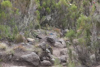 Canon EOS 5D Mark II, 2018:02:25 12:24:53 -- 1/100 sec, f/8.0.  No Flash, Compulsory.4080x2720 