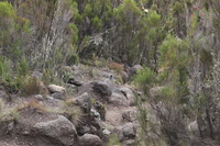 Canon EOS 5D Mark II, 2018:02:25 12:24:57 -- 1/125 sec, f/8.0.  No Flash, Compulsory.4080x2720 