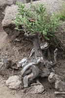 Canon EOS 5D Mark II, 2018:02:25 12:28:35 -- 1/80 sec, f/14.0.  No Flash, Compulsory.4080x2720 