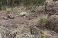 Canon EOS 5D Mark II, 2018:02:25 13:29:12 -- 1/80 sec, f/11.0.  No Flash, Compulsory.4080x2720 