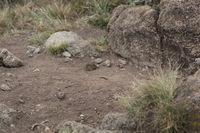 Canon EOS 5D Mark II, 2018:02:25 13:29:18 -- 1/200 sec, f/7.1.  No Flash, Compulsory.4080x2720 