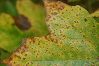 Canon EOS DIGITAL REBEL, 2006:10:07 08:38:08 -- 1/60 sec, f/3.5.  No Flash.3072x2048 Off.