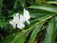 Canon PowerShot G3, 2004:12:19 08:34:17 -- 1/50 sec, f/3.5.  No Flash, Auto.2272x1704 Red-Eye Reduction (Auto).