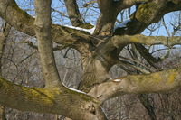 Canon EOS DIGITAL REBEL, 2005:01:30 11:33:49 -- 1/200 sec, f/10.0.  No Flash.3072x2048 Off.