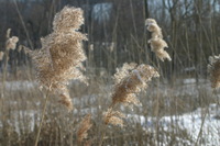 Canon EOS DIGITAL REBEL, 2005:01:30 13:40:25 -- 1/250 sec, f/9.0.  No Flash.3072x2048 Off.