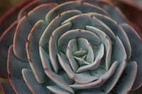 Canon EOS DIGITAL REBEL, 2005:04:30 15:19:12 -- 1/80 sec, f/3.2.  No Flash.3072x2048 Off.