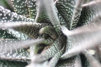 Canon EOS DIGITAL REBEL, 2005:04:30 15:19:37 -- 1/25 sec, f/2.5.  No Flash.3072x2048 Off.