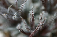 Canon EOS DIGITAL REBEL, 2005:04:30 15:19:51 -- 1/60 sec, f/2.8.  No Flash.3072x2048 Off.