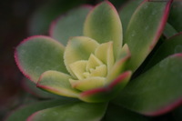 Canon EOS DIGITAL REBEL, 2005:04:30 15:20:12 -- 1/160 sec, f/4.5.  No Flash.3072x2048 Off.