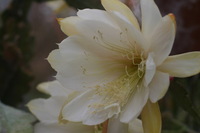 Canon EOS DIGITAL REBEL, 2005:04:30 15:22:02 -- 1/200 sec, f/5.0.  No Flash.3072x2048 Off.