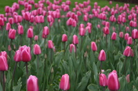 Canon EOS DIGITAL REBEL, 2005:04:30 15:50:35 -- 1/125 sec, f/6.3.  No Flash.3072x2048 Off.