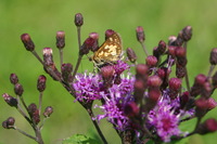 Canon EOS DIGITAL REBEL, 2005:09:11 15:51:44 -- 1/250 sec, f/9.0.  No Flash.3072x2048 Off.