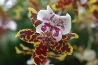 Canon EOS DIGITAL REBEL, 2006:03:11 14:47:13 -- 1/250 sec, f/7.1.  No Flash.3072x2048 Off.