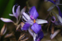 Canon EOS DIGITAL REBEL, 2006:03:11 15:00:19 -- 1/100 sec, f/4.5.  No Flash.3072x2048 Off.