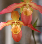 Canon EOS DIGITAL REBEL, 2007:03:18 13:47:10 -- 1/60 sec, f/2.5.  Flash, Compulsory, Red-Eye Reduce.2048x3072 Red-Eye Reduction (On).