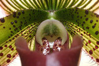 Canon EOS DIGITAL REBEL, 2007:03:18 13:57:07 -- 1/50 sec, f/7.1.  Flash, Compulsory, Red-Eye Reduce.3072x2048 Red-Eye Reduction (On).