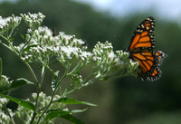 Canon EOS DIGITAL REBEL, 2005:09:04 14:11:10 -- 1/800 sec, f/5.6.  No Flash.3072x2048 Off.