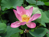 Canon PowerShot G3, 2006:07:03 12:29:49 -- 1/800 sec, f/4.0.  No Flash, Auto.2272x1704 Red-Eye Reduction (Auto).