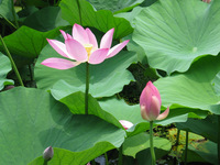 Canon PowerShot G3, 2006:07:03 12:30:06 -- 1/500 sec, f/4.0.  No Flash, Auto.2272x1704 Red-Eye Reduction (Auto).